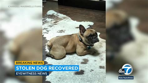 French Bulldog owner recalls River West attack
